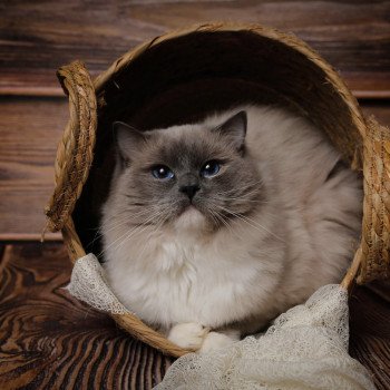 chat Ragdoll blue point mitted Cameron L'Arbre aux Chats chat Ragdoll blue point mitted Cameron L'Arbre aux Chats