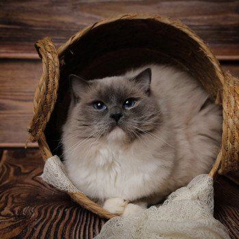 chat Ragdoll blue point mitted Cameron L'Arbre aux Chats