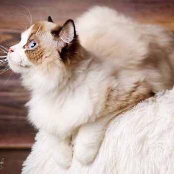 chat Ragdoll seal point bicolor Harmony L'Arbre aux Chats