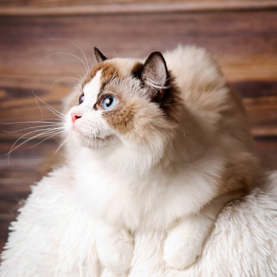 Harmony Femelle Ragdoll