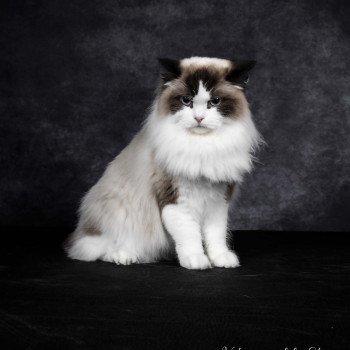 chat Ragdoll seal point bicolor Harmony L'Arbre aux Chats