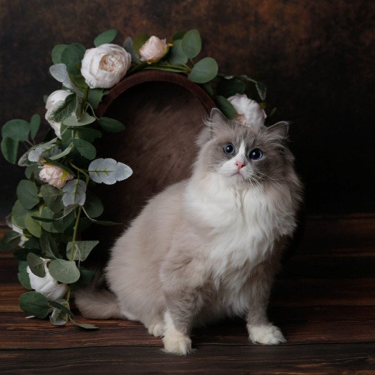 Jagodka Femelle Ragdoll