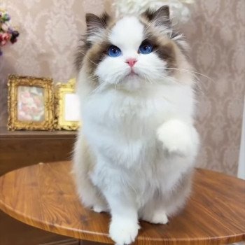 Lala Femelle Ragdoll