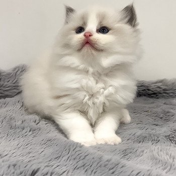 Elevage Ragdoll LOOF chaton aux yeux bleus disponible à l’adoption - Bleu Bicolore - Evreux - Eure - Normandie - département 27