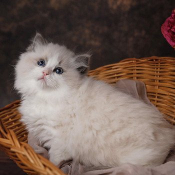 Elevage Ragdoll LOOF chaton aux yeux bleus disponible à l’adoption - Bleu Bicolore - Evreux - Eure - Normandie - département 27