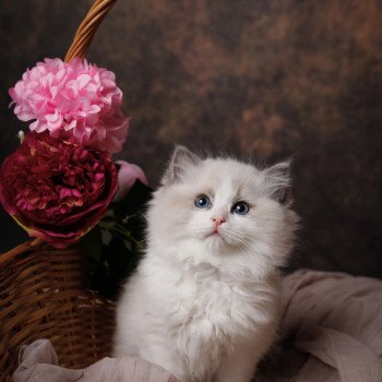 Elevage Ragdoll LOOF chaton aux yeux bleus disponible à l’adoption - Bleu Bicolore - Evreux - Eure - Normandie - département 27