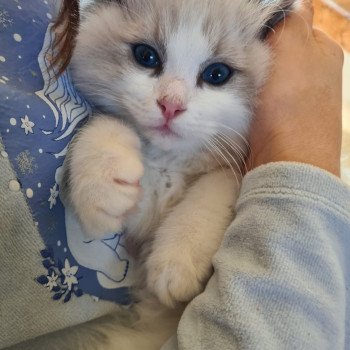 Elevage Ragdoll LOOF chaton aux yeux bleus disponible à l’adoption - Bleu Bicolore - Evreux - Eure - Normandie - département 27