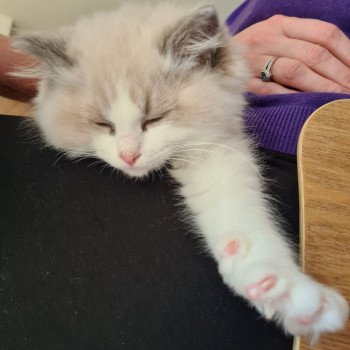 Elevage Ragdoll LOOF chaton aux yeux bleus disponible à l’adoption - Bleu Bicolore - Evreux - Eure - Normandie - département 27