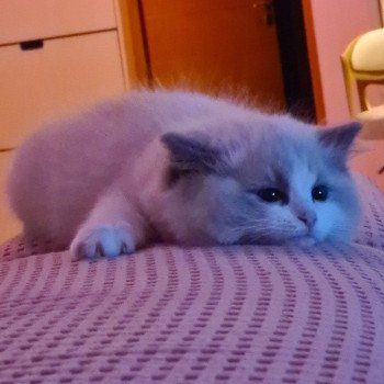 Elevage Ragdoll LOOF chaton aux yeux bleus disponible à l’adoption - Bleu Bicolore - Evreux - Eure - Normandie - département 27