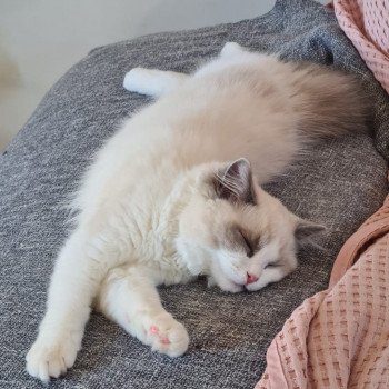 Elevage Ragdoll LOOF chaton aux yeux bleus disponible à l’adoption - Bleu Bicolore - Evreux - Eure - Normandie - département 27