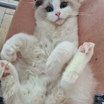 Elevage Ragdoll LOOF chaton aux yeux bleus disponible à l’adoption - Bleu Bicolore - Evreux - Eure - Normandie - département 27