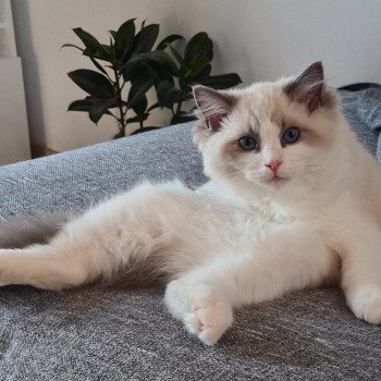 Elevage Ragdoll LOOF chaton aux yeux bleus disponible à l’adoption - Bleu Bicolore - Evreux - Eure - Normandie - département 27