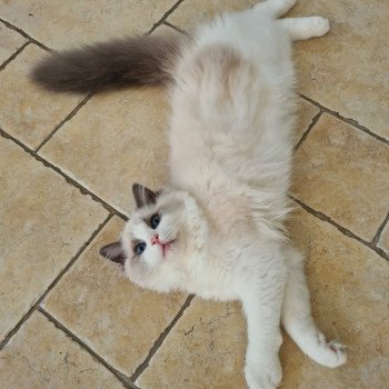 Elevage Ragdoll LOOF chaton aux yeux bleus disponible à l’adoption - Bleu Bicolore - Evreux - Eure - Normandie - département 27