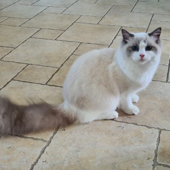 Elevage Ragdoll LOOF chaton aux yeux bleus disponible à l’adoption - Bleu Bicolore - Evreux - Eure - Normandie - département 27