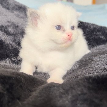 Elevage Ragdoll LOOF chaton aux yeux bleus disponible à l’adoption - Bleu Bicolore - Dijon -  Côte d’Or - Bourgogne-Franche-Comté - département 21