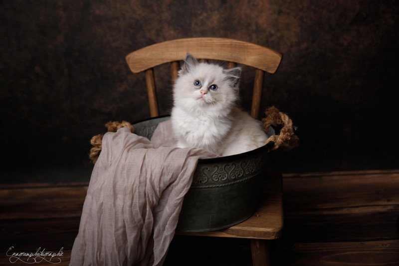 Urphée de l'Arbre aux Chats Femelle Ragdoll