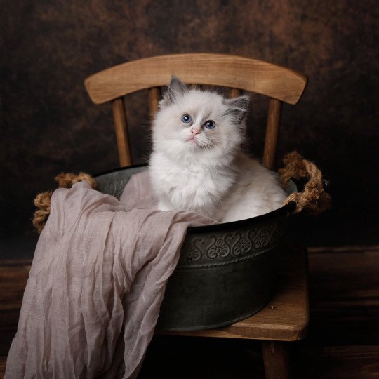 Urphée de l'Arbre aux Chats Femelle Ragdoll