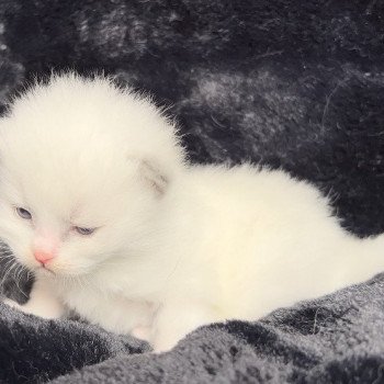Elevage Ragdoll LOOF chaton aux yeux bleus disponible à l’adoption - Bleu Bicolore - Château-Thierry - Aisne - Picardie - département 02 Elevage Ragdoll LOOF chaton aux yeux bleus disponible à l’adoption - Bleu Bicolore - Château-Thierry - Aisne - Picardie - département 02