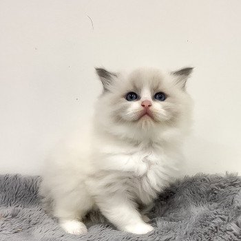 Elevage Ragdoll LOOF chaton aux yeux bleus disponible à l’adoption - Bleu Bicolore - Château-Thierry - Aisne - Picardie - département 02