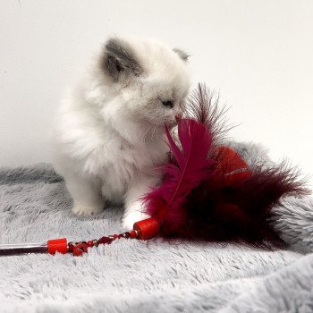 Elevage Ragdoll LOOF chaton aux yeux bleus disponible à l’adoption - Bleu Bicolore - Château-Thierry - Aisne - Picardie - département 02 Elevage Ragdoll LOOF chaton aux yeux bleus disponible à l’adoption - Bleu Bicolore - Château-Thierry - Aisne - Picardie - département 02