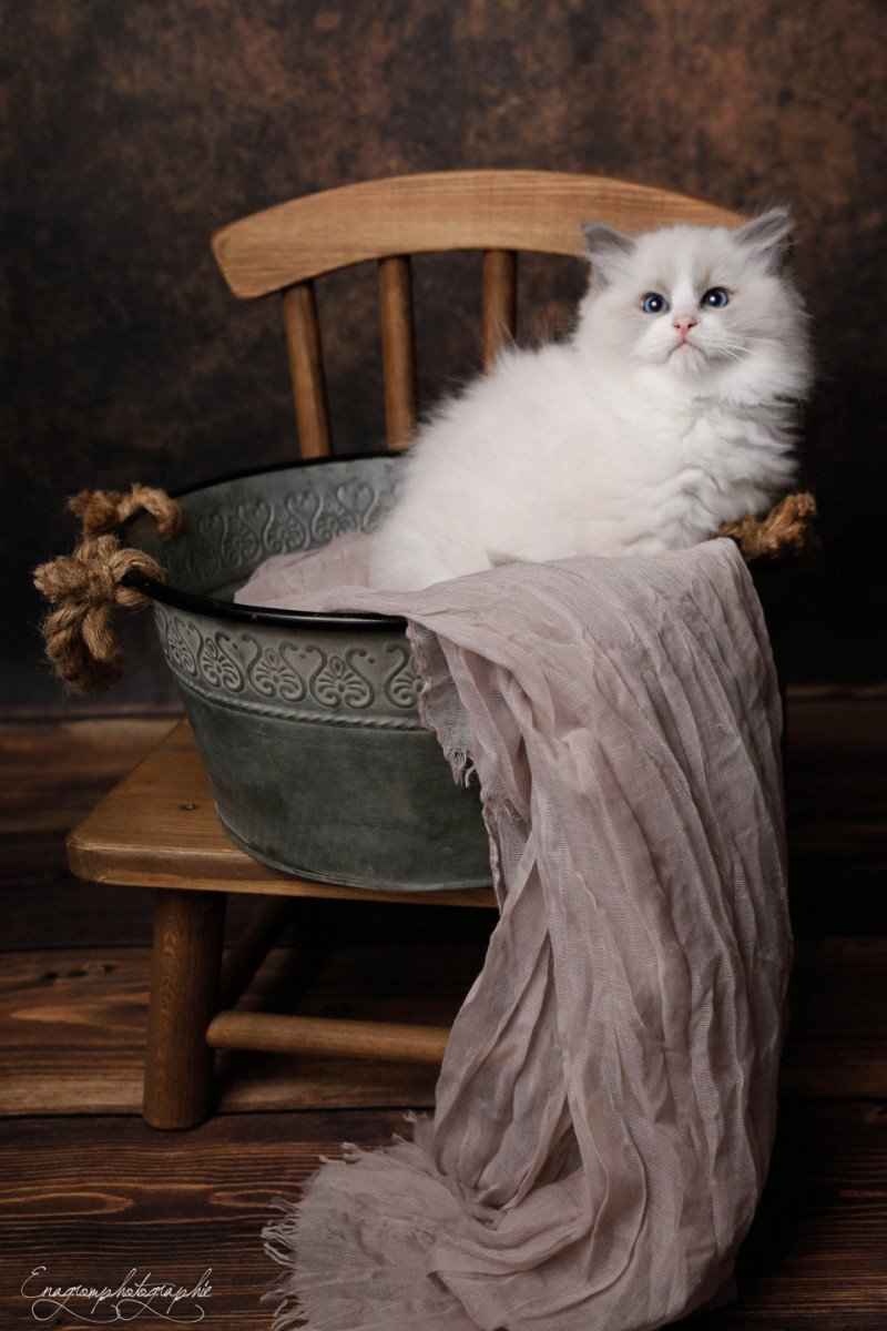 Ulysse de l'Arbre aux Chats Mâle Ragdoll Ulysse de l'Arbre aux Chats Mâle Ragdoll