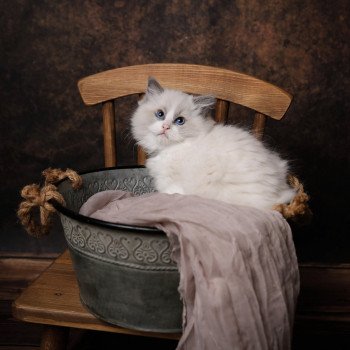 Elevage Ragdoll LOOF chaton aux yeux bleus disponible à l’adoption - Bleu Bicolore - Château-Thierry - Aisne - Picardie - département 02