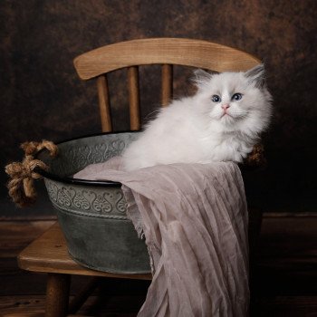 Elevage Ragdoll LOOF chaton aux yeux bleus disponible à l’adoption - Bleu Bicolore - Château-Thierry - Aisne - Picardie - département 02 Elevage Ragdoll LOOF chaton aux yeux bleus disponible à l’adoption - Bleu Bicolore - Château-Thierry - Aisne - Picardie - département 02