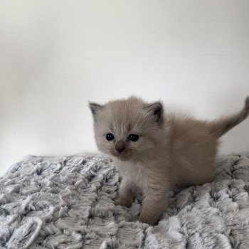 Elevage Ragdoll LOOF chaton aux yeux bleus disponible à l’adoption - Bleu Mink - Lasne - Belgique