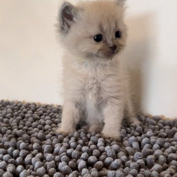 Elevage Ragdoll LOOF chaton aux yeux bleus disponible à l’adoption - Bleu Mink - Lasne - Belgique