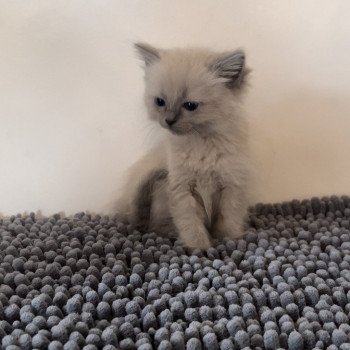 Elevage Ragdoll LOOF chaton aux yeux bleus disponible à l’adoption - Bleu Mink - Lasne - Belgique