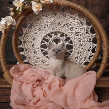 Elevage Ragdoll LOOF chaton aux yeux bleus disponible à l’adoption - Bleu Mink - Lasne - Belgique