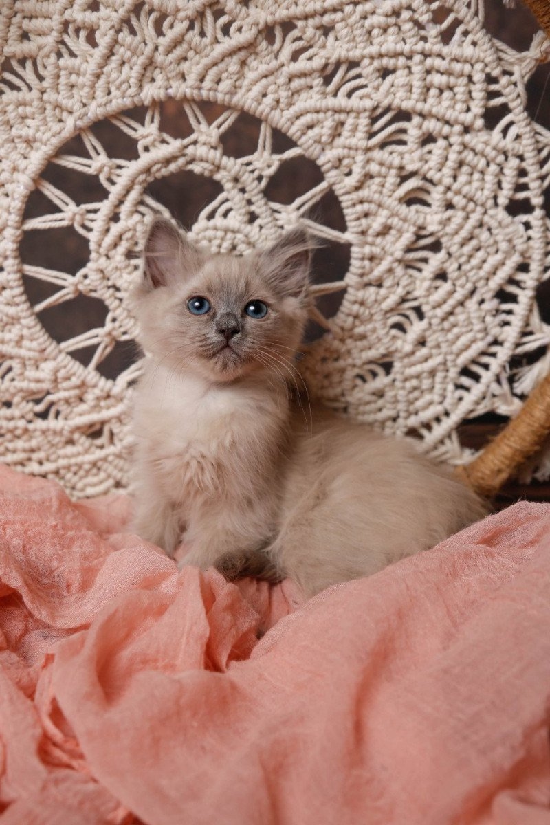 Unix de l'Arbre aux Chats Femelle Ragdoll