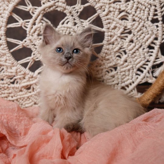 Unix de l'Arbre aux Chats Femelle Ragdoll