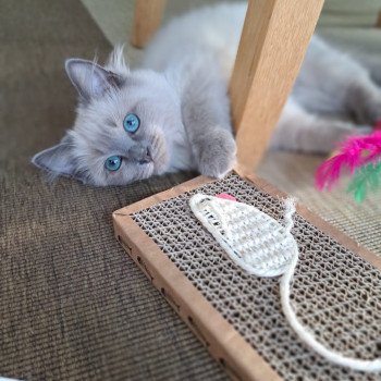 Elevage Ragdoll LOOF chaton aux yeux bleus disponible à l’adoption - Bleu Mink - Lasne - Belgique