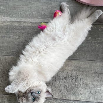 Elevage Ragdoll LOOF chaton aux yeux bleus disponible à l’adoption - Bleu Mink - Lasne - Belgique