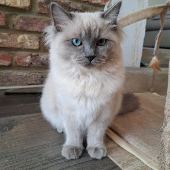 Elevage Ragdoll LOOF chaton aux yeux bleus disponible à l’adoption - Bleu Mink - Lasne - Belgique