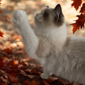 chat Ragdoll Raphaël L'Arbre aux Chats