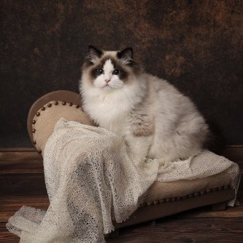 chat Ragdoll seal point bicolor Raphaël L'Arbre aux Chats