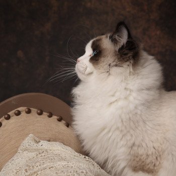 chat Ragdoll seal point bicolor Raphaël L'Arbre aux Chats
