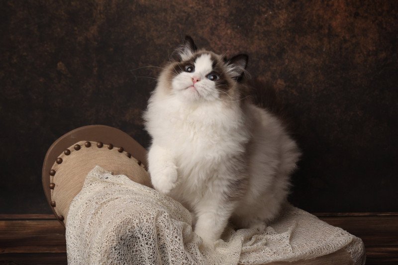 Raphaël Mâle Ragdoll