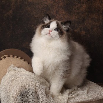 Raphaël Mâle Ragdoll