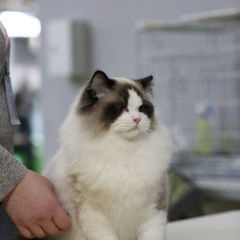 chat Ragdoll seal point bicolor Raphaël L'Arbre aux Chats