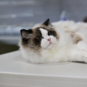 chat Ragdoll seal point bicolor Raphaël L'Arbre aux Chats