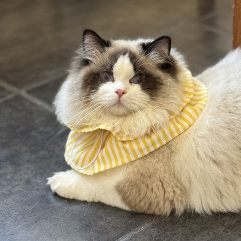 chat Ragdoll seal point bicolor Raphaël L'Arbre aux Chats