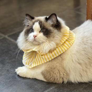 chat Ragdoll seal point bicolor Raphaël L'Arbre aux Chats
