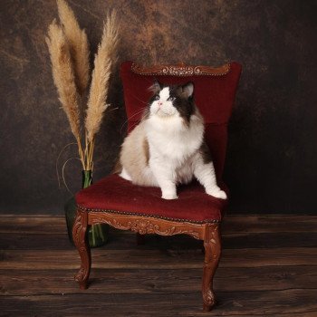 chat Ragdoll seal point bicolor Raphaël L'Arbre aux Chats