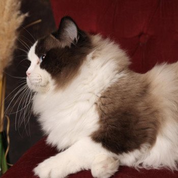 chat Ragdoll seal point bicolor Raphaël L'Arbre aux Chats