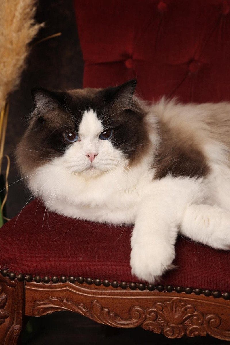 Raphaël Mâle Ragdoll