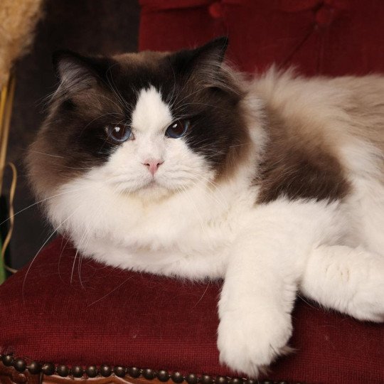 Raphaël Mâle Ragdoll