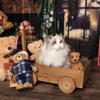 chat Ragdoll blue point bicolor Renaissance L'Arbre aux Chats